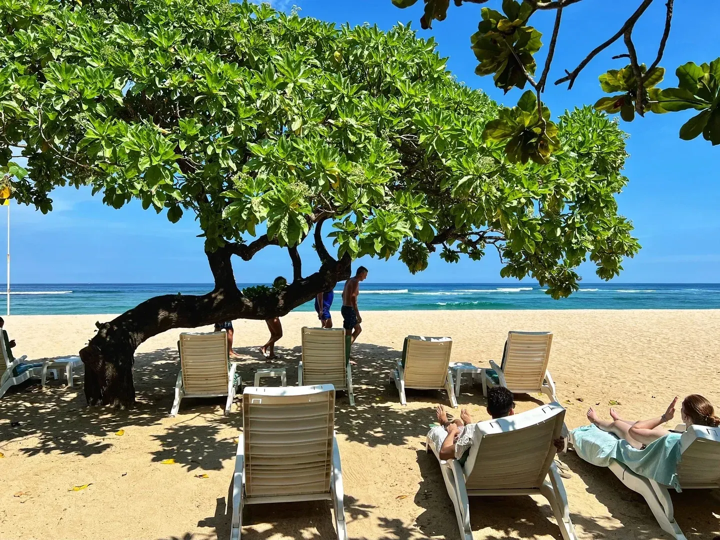 Sun loungers under a shady tree on Nusa Dua beach, in front of the Grand Hyatt