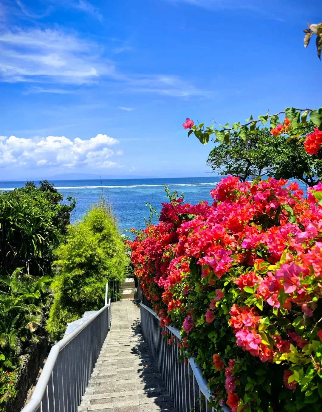 Steps down to the sea between banks of red bougainvillea