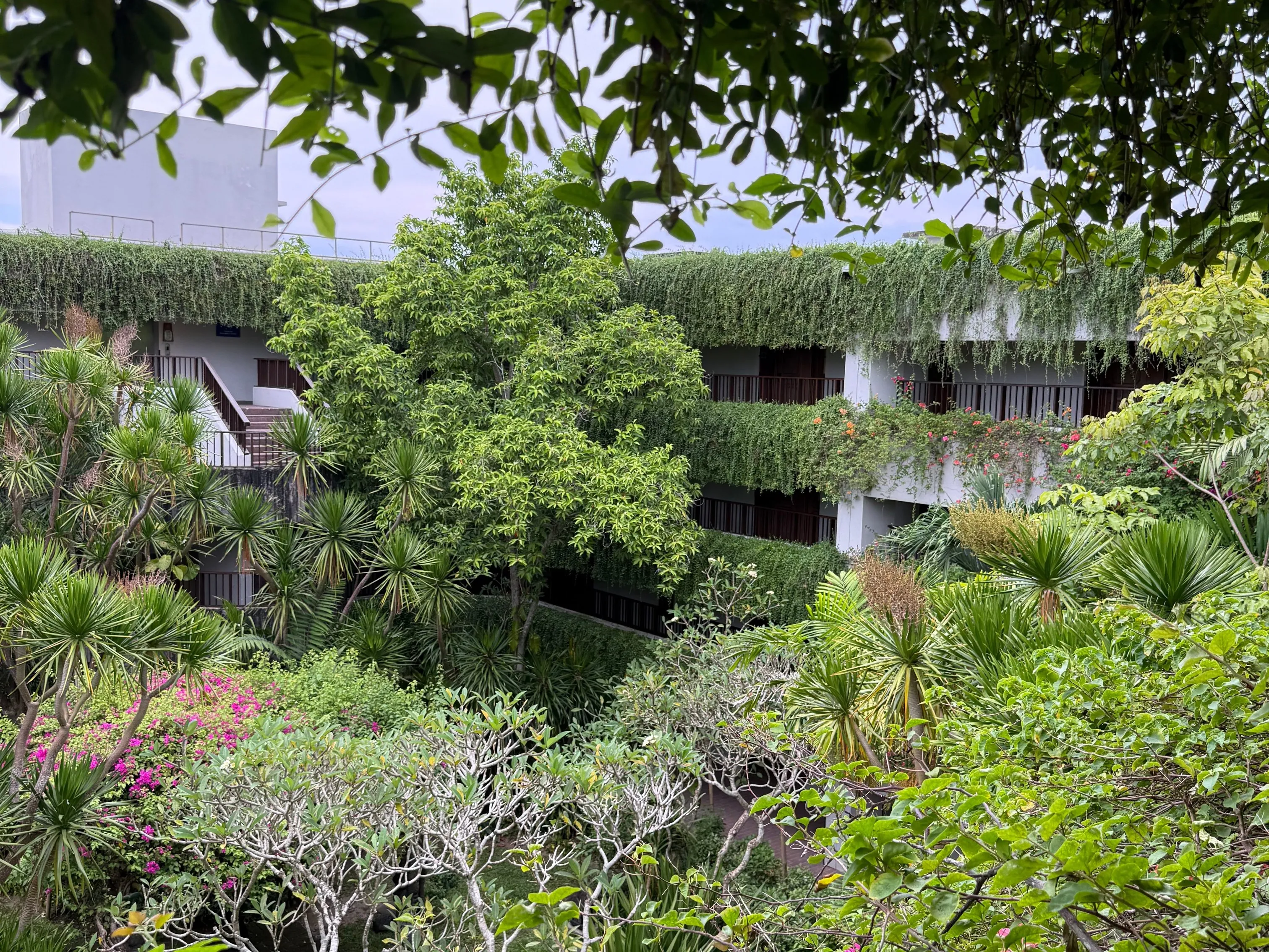 Guest wings draped in hanging vines, seen through frangipani, bougainvillea and palms in the gardens