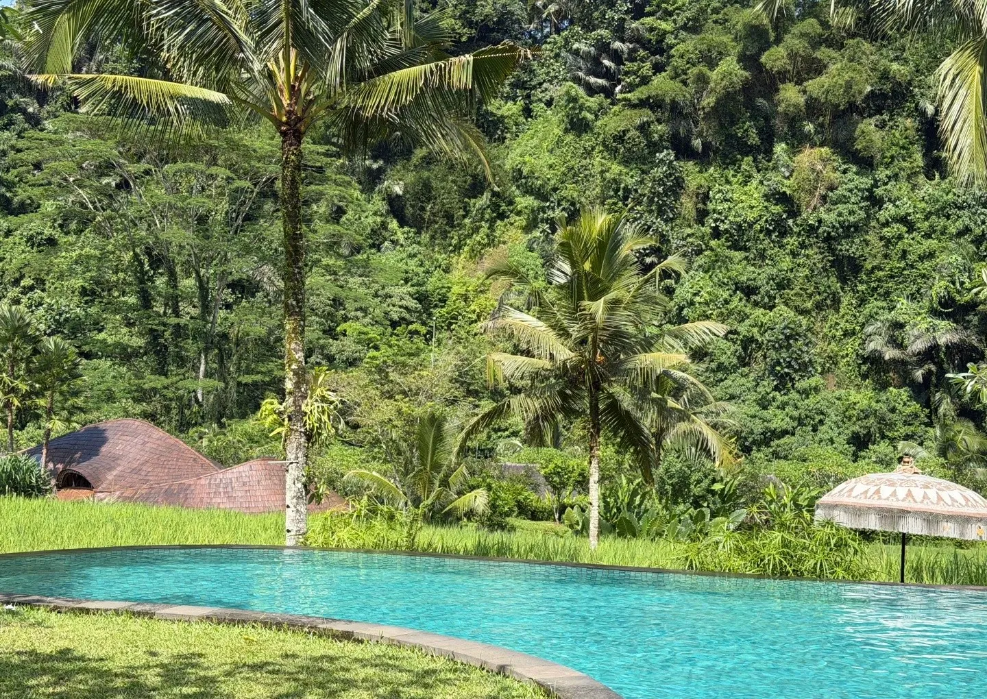 The main pool curving around a lawn, with palms and jungle rising behind
