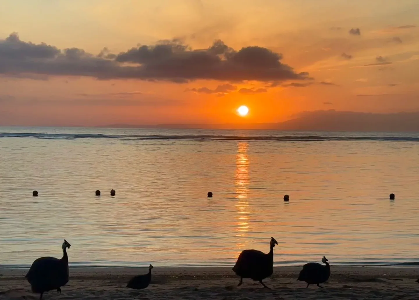 Sunrise over the sea from the beach, with guineafowl wandering the sand