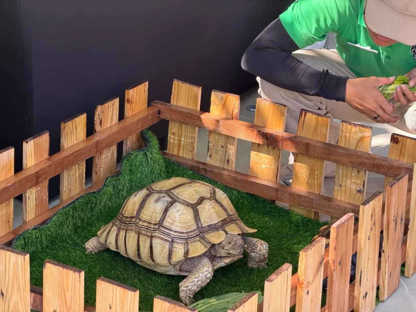 A giant tortoise in a small fenced enclosure, being fed by a staff member